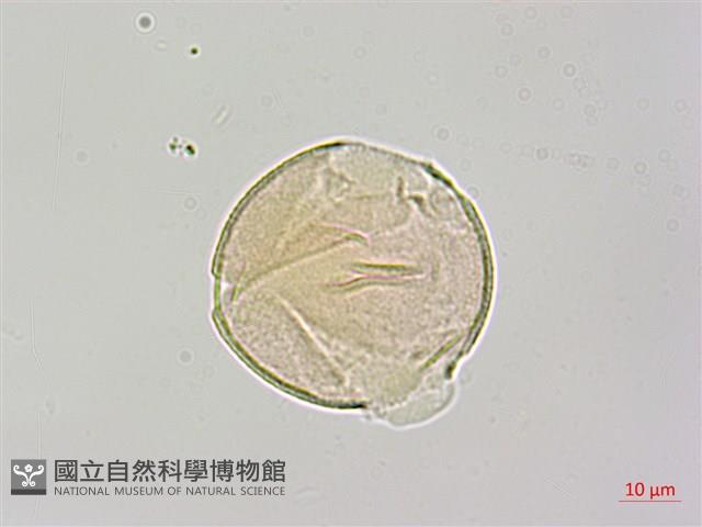 烏皮九芎、奮起湖野茉莉藏品圖，第4張