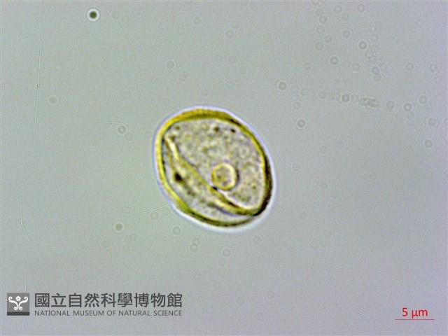 玉玲花、台灣異葉苣苔藏品圖，第3張