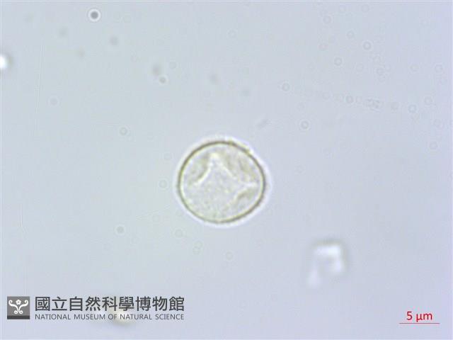 咬人狗藏品圖，第3張