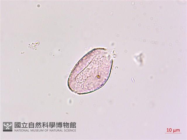 闊葉麥門冬藏品圖，第3張