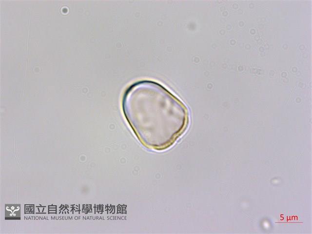 圓果秋海棠藏品圖，第4張