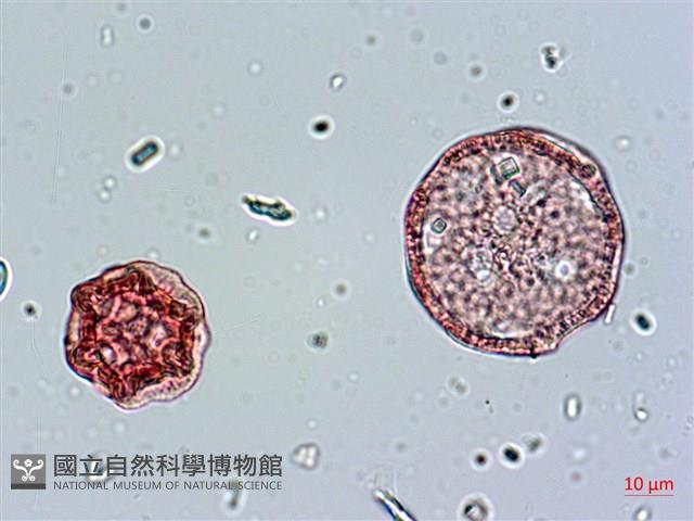 玉山卷耳藏品圖，第4張