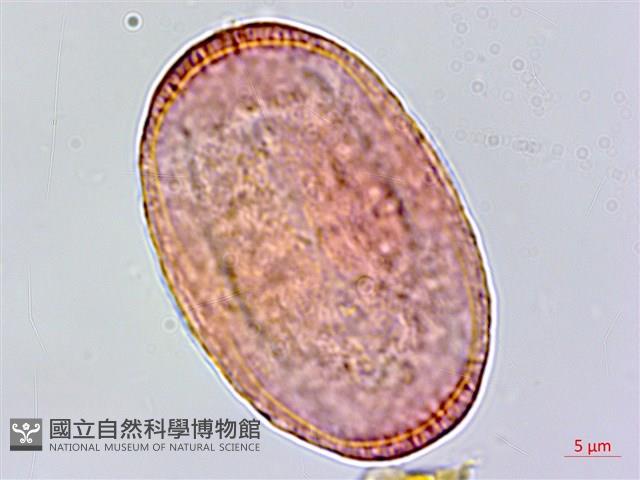 登錄號:S048676藏品圖，第3張