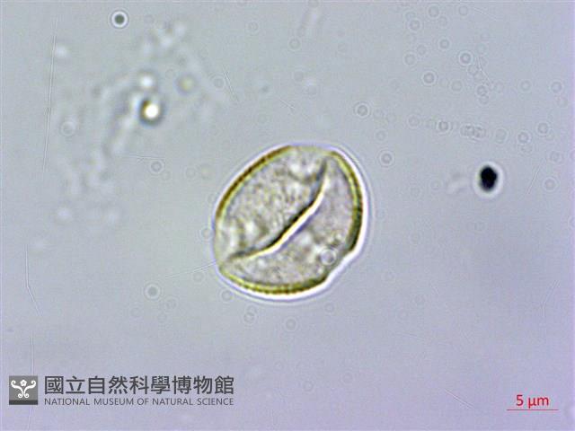 佩羅特木藏品圖，第3張