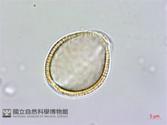 登錄號:S148286藏品圖，第4張