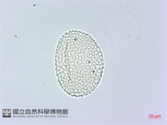 棣慕華鳳仙花藏品圖，第4張