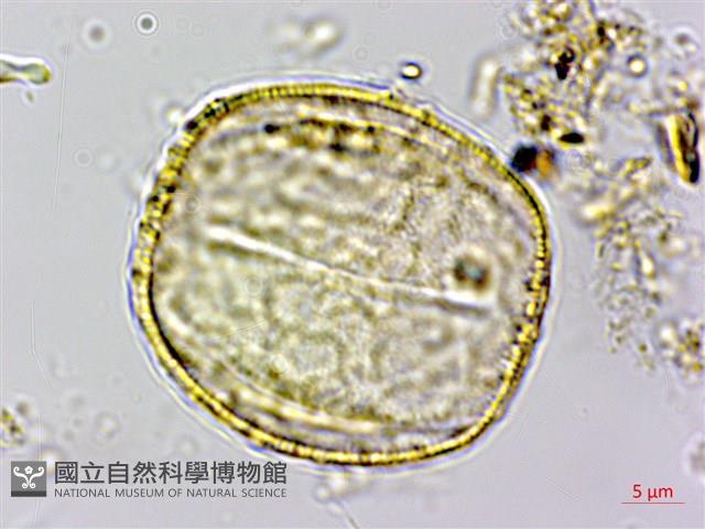 大苞偏穗花、大萼霜桂花藏品圖，第3張