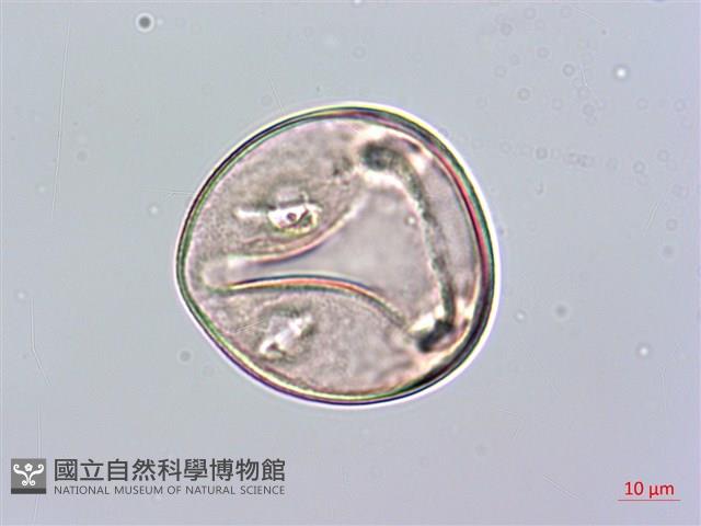 蘭嶼念珠藤藏品圖，第4張