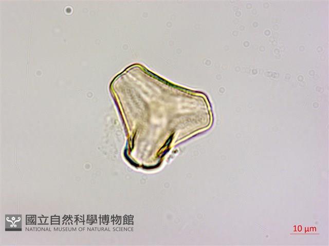 蓮華池桑寄生藏品圖，第3張