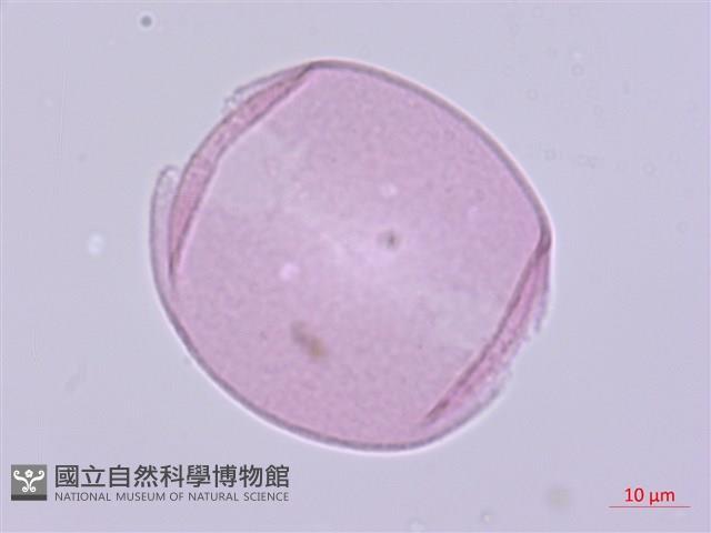 萎蕤藏品圖，第3張