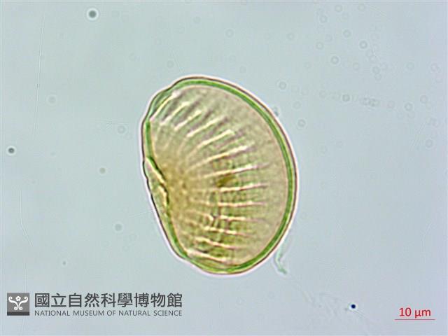 尾葉遠志藏品圖，第3張