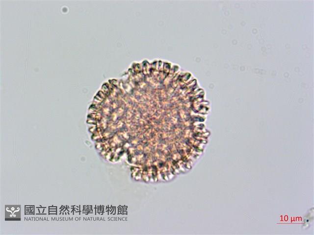 火炭母草、清飯藤藏品圖，第3張