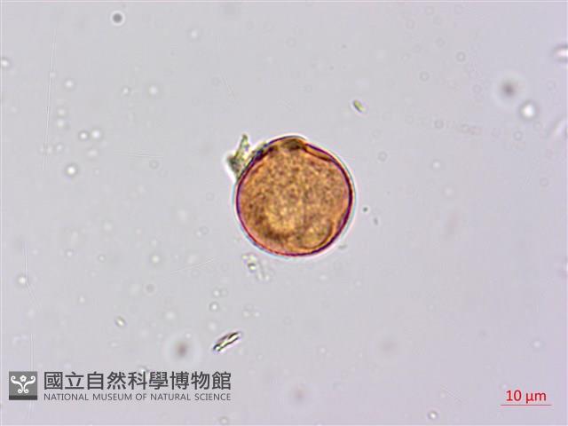 鐵掃帚、千里光藏品圖，第4張