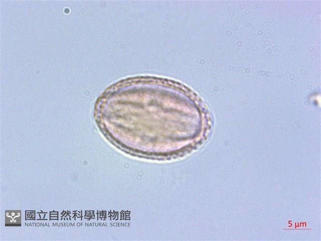 毛萼清風藤藏品圖，第3張