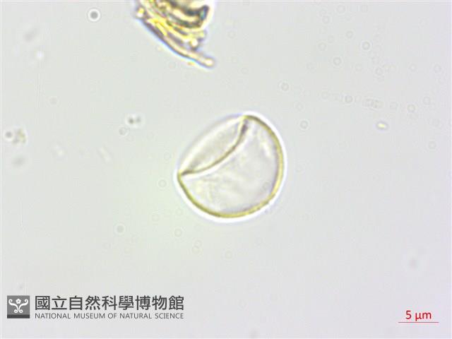 苧麻藏品圖，第3張