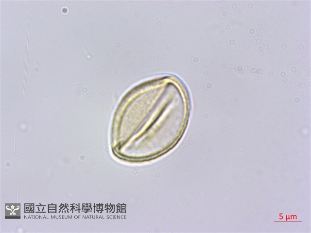 石月、橢圓葉石月藏品圖，第4張