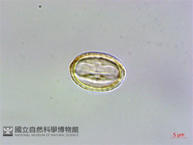 玉山佛甲草藏品圖，第4張