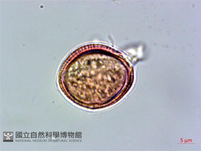 登錄號:S039952藏品圖，第4張