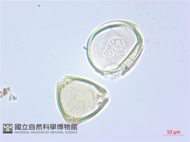 單花錫杖花、臺灣錫杖花藏品圖，第3張