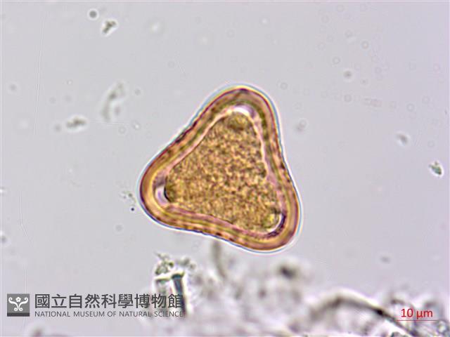 台灣山黑扁豆藏品圖，第3張