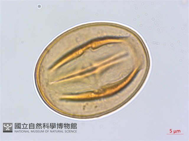 蘭嶼柿藏品圖，第3張