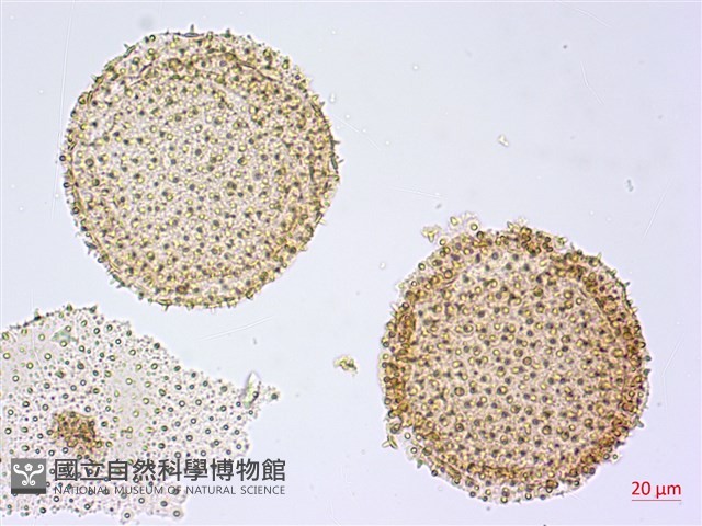 紅花青藤藏品圖，第3張