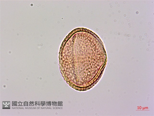 大葉捕魚木藏品圖，第3張