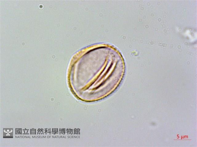 登錄號:S128262藏品圖，第3張