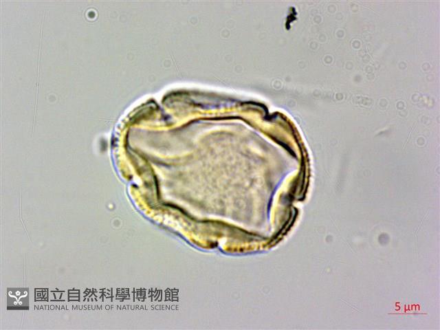 Accession Number:S148262 Collection Image, Figure 3, Total 3 Figures