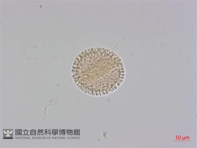 白木香、土沉香藏品圖，第3張