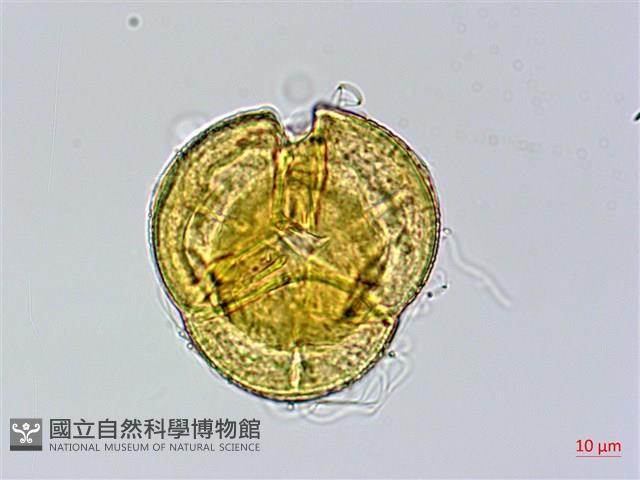 西施花、青紫木藏品圖，第3張