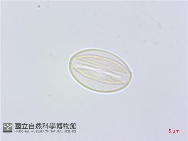 凹葉柃木、濱柃木、翠米茶藏品圖，第3張