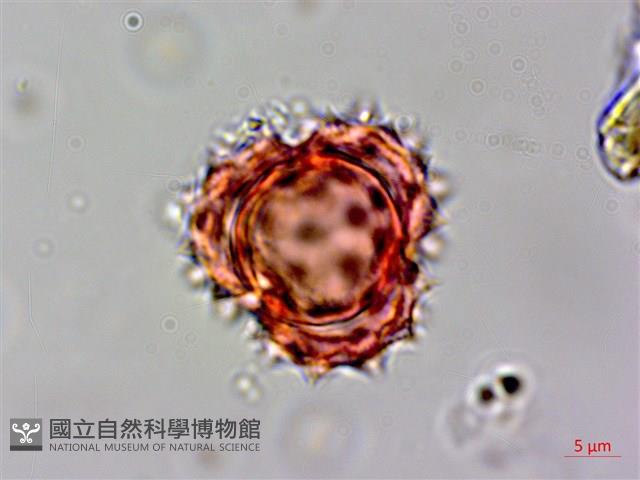 登錄號:S069442藏品圖，第4張