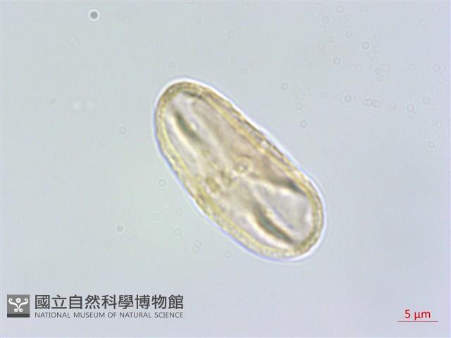 杏葉防風藏品圖，第3張