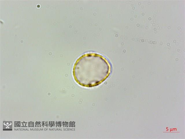 伏毛樓梯草藏品圖，第3張