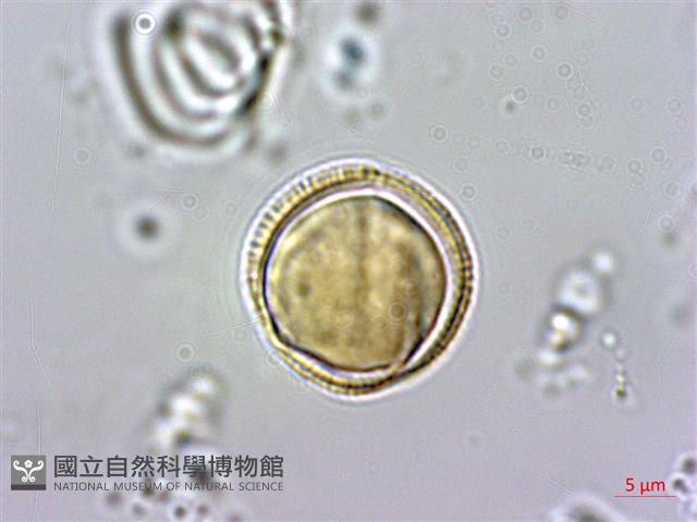 基隆筷子芥藏品圖，第4張