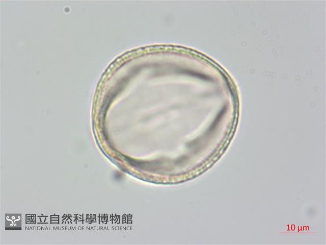 茶梅、山茶藏品圖，第3張