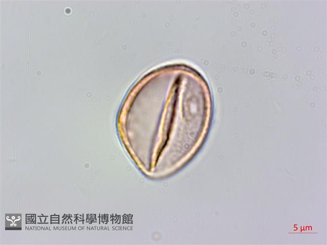 山油麻藏品圖，第3張