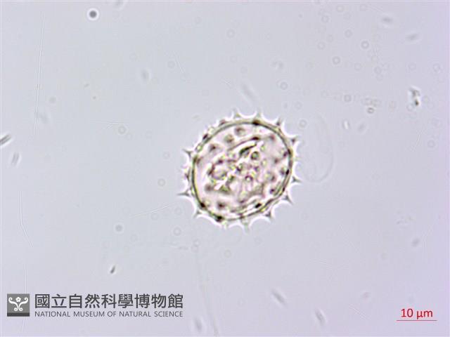 山白蘭藏品圖，第3張