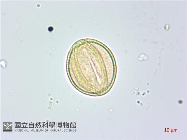 美洲商陸藏品圖，第4張