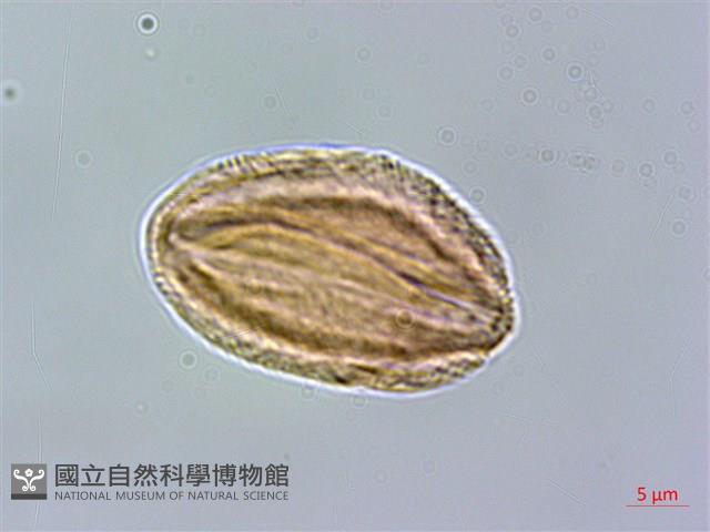 大屯尖葉槭, 川上氏槭藏品圖，第4張