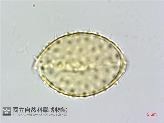 山棕藏品圖，第4張