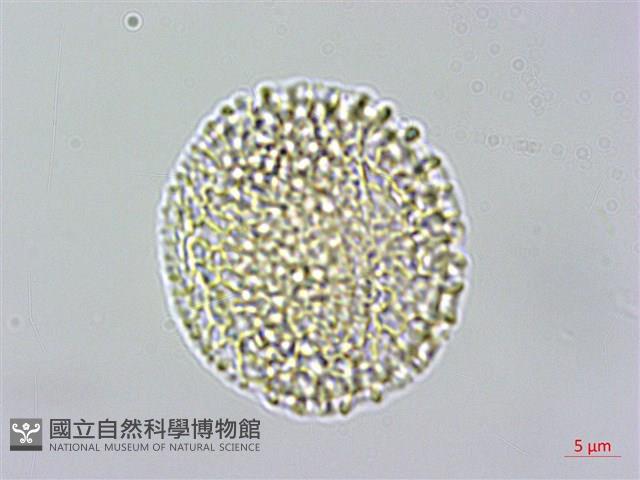 大葉南蛇藤藏品圖，第3張