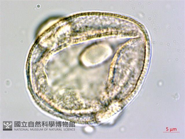 黃麻藏品圖，第3張