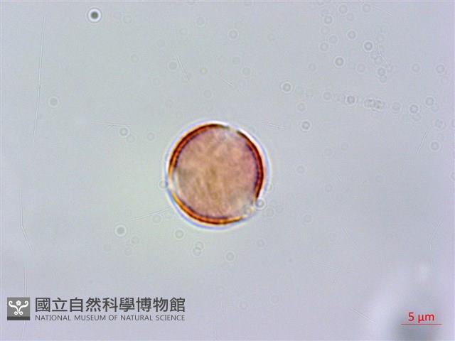 紅頭李欖, 蘭嶼李欖藏品圖，第4張