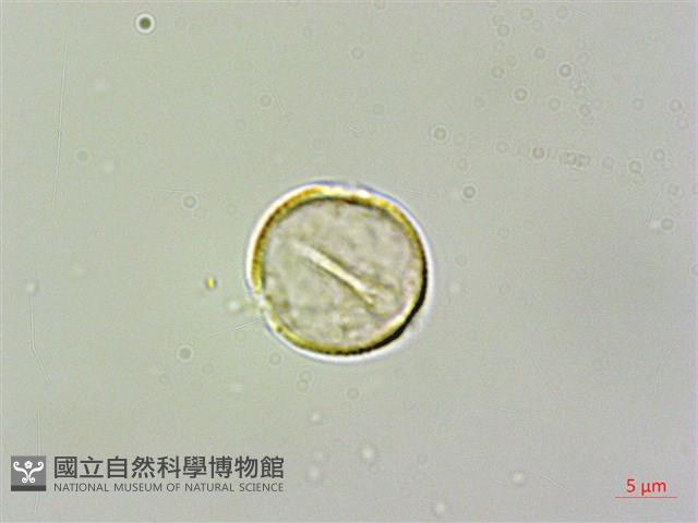 繡球藤藏品圖，第3張