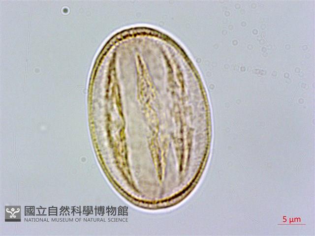 登錄號:S089050藏品圖，第4張