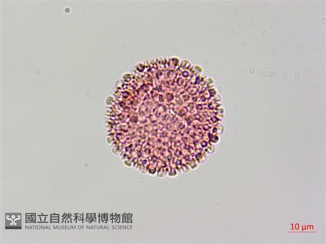 登錄號:S128250藏品圖，第3張