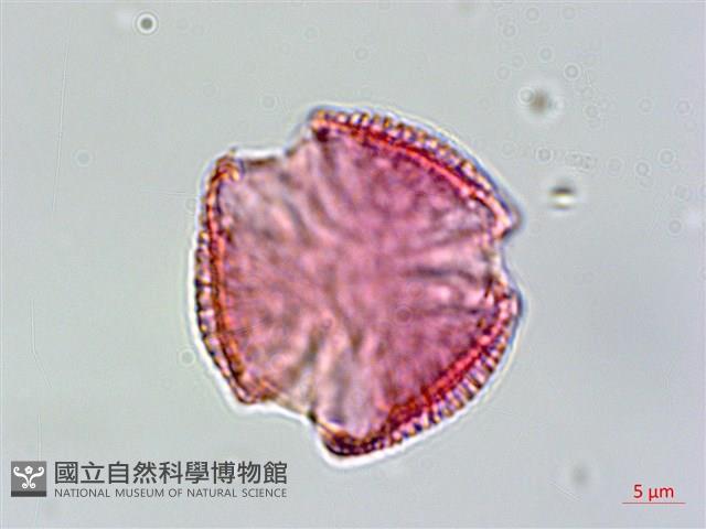 交趾衛矛藏品圖，第3張