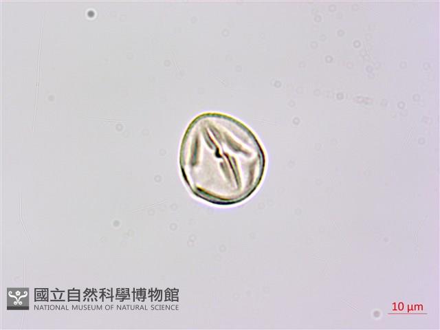 疏花山螞蝗、大葉拿身草藏品圖，第3張